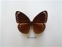 藏品(雙標紫斑蝶)的圖片